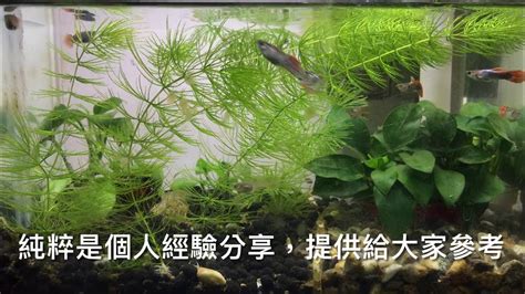 魚缸不養魚可以養什麼|養魚先養水，養水怎麼養？